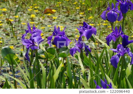 Iris flowers in Geihoku Yahata Highlands Iris flowers in Geihoku Yahata Highlands 122096440