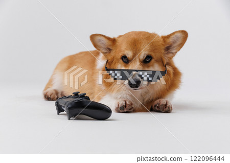 Trendy corgi dog wearing pixelated sunglasses with a gaming controller, cool and stylish 122096444