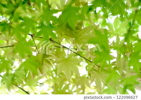 Transparent image of fresh greenery Transparent image of fresh greenery 122096627
