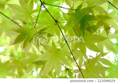 Transparent image of fresh greenery 122096629