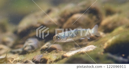 Salmon's fry (Salmon's home and Chitose Aquarium) 122096911