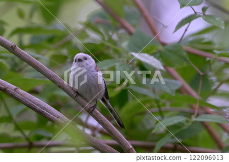 島江永初夏 122096913
