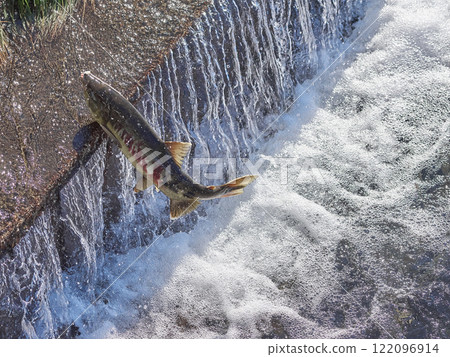 鮭魚逆流跳躍 122096914