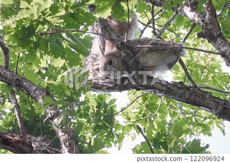 蝦夷貓頭鷹幼鳥新鮮綠色初夏 122096924