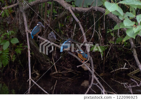 翠鳥生態親子水邊育兒 122096925
