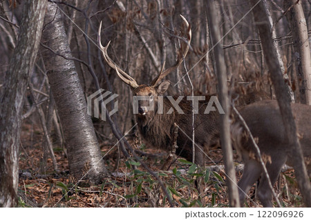 埃佐鹿秋季男 122096926