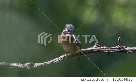 翠鳥夏天的陽光 翠鳥夏天的陽光 122096956