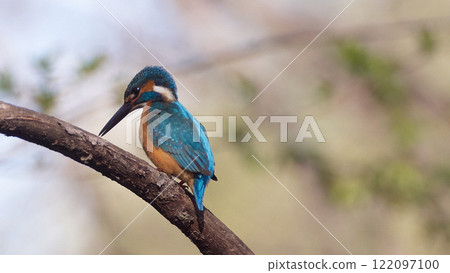棲息在樹枝上的成年雄性翠鳥 棲息在樹枝上的成年雄性翠鳥 122097100