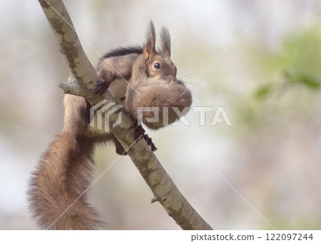 Hokkaido squirrel, ecology, parent and child, child rearing, moving, young animal, carrying Hokkaido squirrel, ecology, parent and child, child rearing, moving, young animal, carrying 122097244