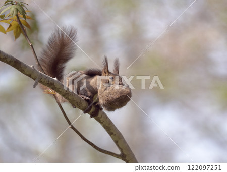 蝦夷松鼠生態父母和兒童飼養移動幼小動物運輸 122097251