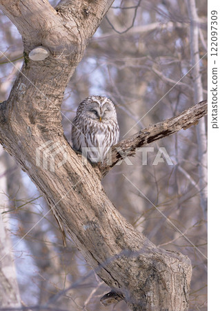 Ezo owl spring 122097309