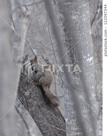 蝦夷松鼠生態交配 122097344