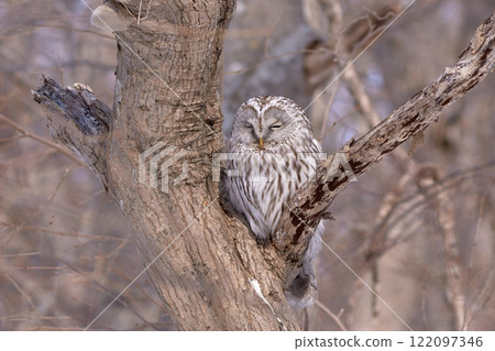 Ezo貓頭鷹春天 122097346