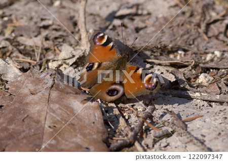 孔雀蝴蝶 孔雀蝴蝶 122097347