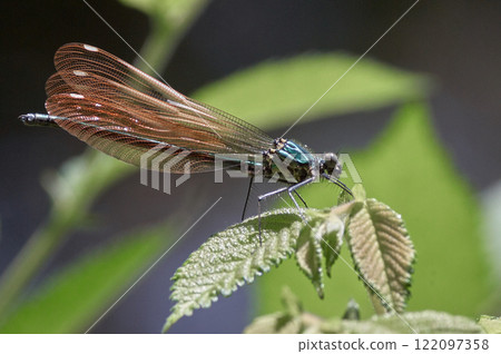 Japanese river dragonfly, pale orange Japanese river dragonfly, pale orange 122097358
