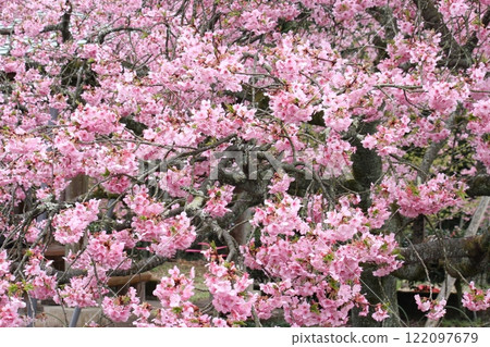 Cherry tree in full bloom Cherry tree in full bloom 122097679