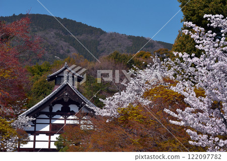 Spring at Tenryu-ji Temple surrounded by cherry blossoms 122097782
