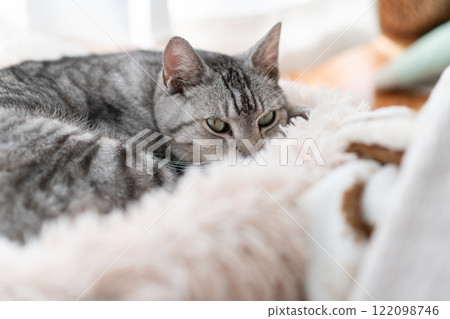 Sabatra cat relaxing by the window Sabatra cat relaxing by the window 122098746