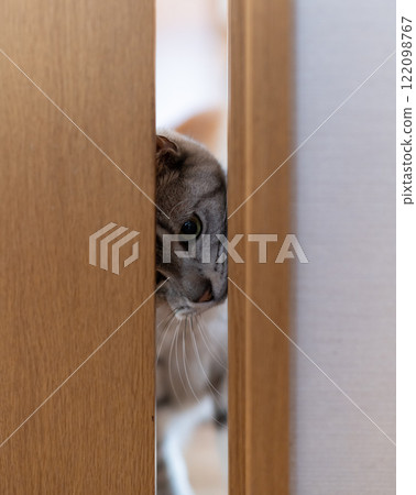 Sabatra cat peeking through the gap in the door 122098767