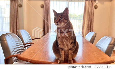[Rescue cat] A 4-year-old brown tabby cat relaxing on the dining table 122099140
