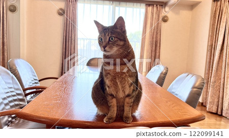 [Rescue cat] A 4-year-old brown tabby cat relaxing on the dining table 122099141