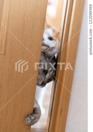 薩巴特拉貓窺視門縫 122099369