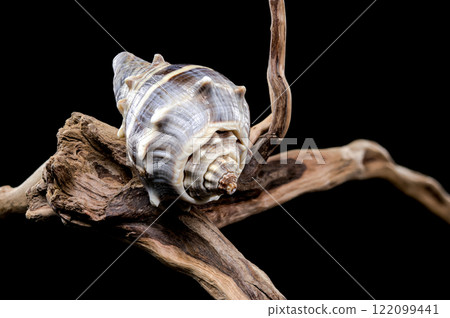 Melongena Shell on Driftwood black background Melongena Shell on Driftwood black background 122099441