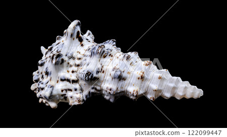 Cerithium nodulosum gastropod mollusk on black background 122099447
