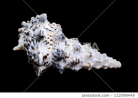 Cerithium nodulosum gastropod mollusk on black background Cerithium nodulosum gastropod mollusk on black background 122099449