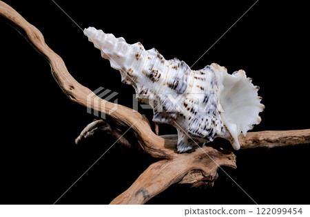 Cerithium Nodulosum Shell Display on driftwood 122099454