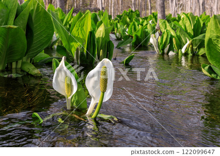 Beautifully blooming skunk cabbage in Chitose, Hokkaido [April] 122099647