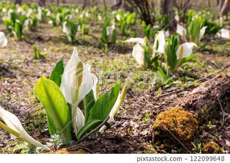 Asian skunk cabbage blooming beautifully in the waterside wetlands of Chitose City, Hokkaido [April] 122099648