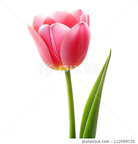 粉紅鬱金香:春天曼妙的象徵 粉紅鬱金香:春天曼妙的象徵 122099720