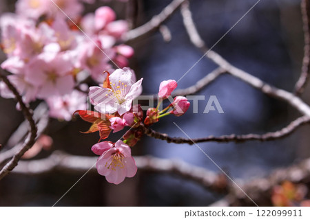 Shinhidaka Town, Hokkaido: Japan's largest cherry blossom line boasts gorgeous cherry blossoms [April] 122099911