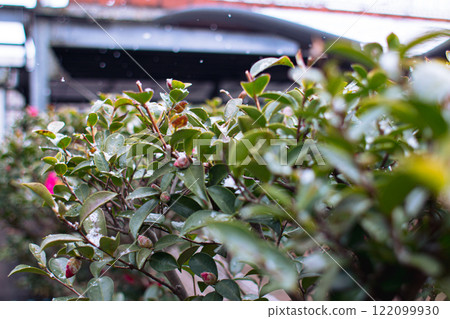 山茶花被雪覆蓋 山茶花被雪覆蓋 122099930