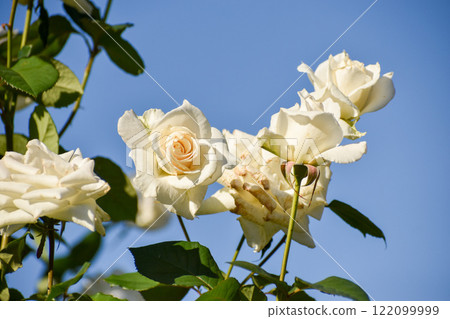 Pure white autumn roses shining against the blue sky Pure white autumn roses shining against the blue sky 122099999