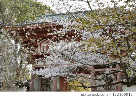 Daigoji Temple Head Temple: West Gate (Niomon) and cherry blossoms (Fushimi Ward, Kyoto City) Daigoji Temple Head Temple: West Gate (Niomon) and cherry blossoms (Fushimi Ward, Kyoto City) 122100012