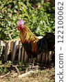 male hybrid jungle fowl with domestic thai chicken standing on rural farm ground 122100062