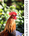 headshot of hybrid jungle fowl and domestic thai chicken standing on farm ground 122100063