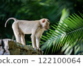 wild monkey of khao yai national park standing on rock fence against green  blurly background 122100064