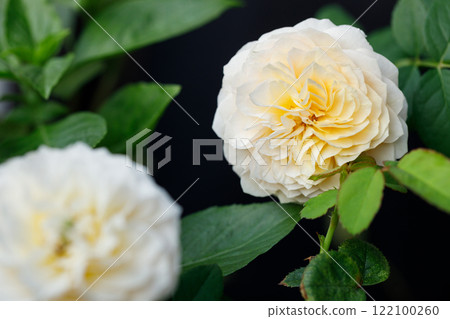 Yellow beautiful blooming rose in garden. Selective focus. 122100260