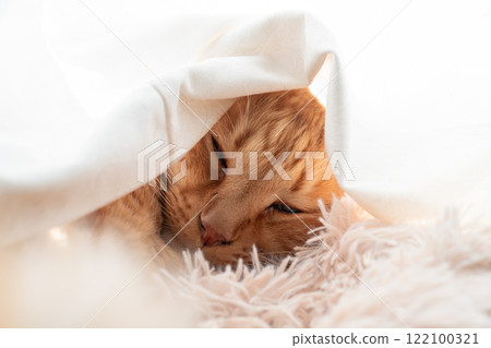 貓裹著窗簾睡覺,棕色虎斑貓 貓裹著窗簾睡覺,棕色虎斑貓 122100321