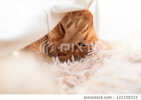 Brown tabby cat sleeping wrapped in curtains 122100323