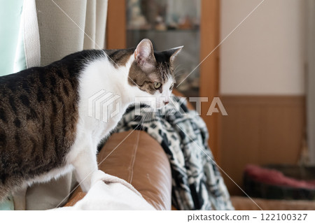 Staring cat's gaze: Brown tabby cat 122100327