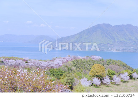 Shimanami Cherry Blossoms Shimanami Cherry Blossoms 122100724