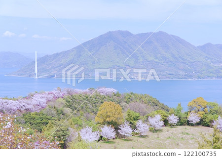 Shimanami Cherry Blossoms 122100735