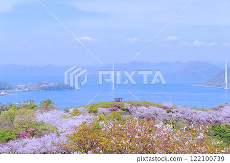 Shimanami Cherry Blossoms 122100739