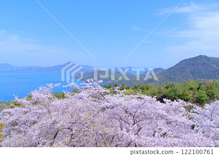 島波櫻花 島波櫻花 122100761