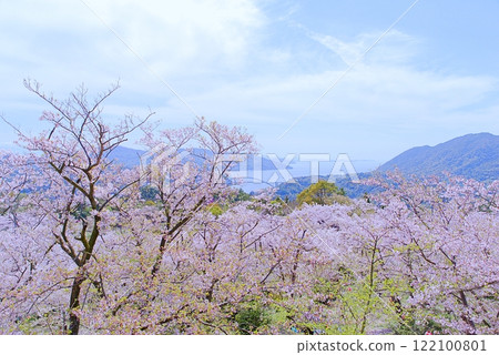 Shimanami Cherry Blossoms Shimanami Cherry Blossoms 122100801