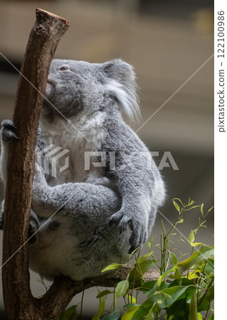 Cute koala relaxing on a tree Cute koala relaxing on a tree 122100986